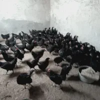 نیمچه استرالوپ چهار ماهه واکسن خورده