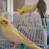 جفت عروس هلندی با سه تا جوجه از خودش|پرنده|تهران, وحیدیه|دیوار