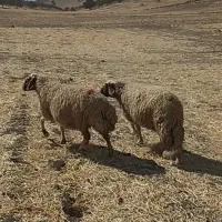 میش داشتی|حیوانات مزرعه|زرنه, |دیوار