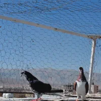 کفتر|پرنده|شیراز, کوشک میدان|دیوار