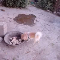 سگ پاکوتاه تربیت شده|سگ|فامنین, |دیوار