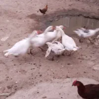 ۱۰عدد قاز|حیوانات مزرعه|بروجرد, |دیوار