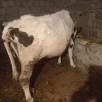 ۲۵۰ت|حیوانات مزرعه|سراب, |دیوار