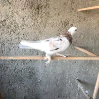 هما تیکه پاره