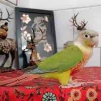 طوطی کاملا رام ودستی