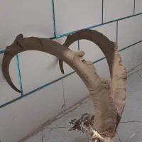 فروشی|مجسمه، تندیس، ماکت|رودشت (اصفهان), |دیوار