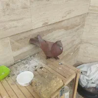 کبوتر راعبی