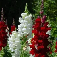 باغبان|خدمات باغبانی و درختکاری|اهواز, شهرک اکباتان|دیوار