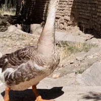 قو غاز لیندا گمشده|حیوانات|مشهد, چهنو|دیوار