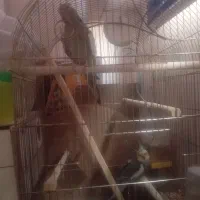عروس هلندی جفت تخم گذار