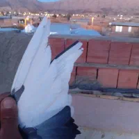 کبوتر نر|پرنده|چترود, |دیوار