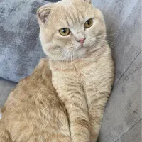 اسکاتیش گلد