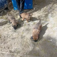 سگ.سرابی. معاوضه دارم با هرچیزی