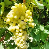 انگور صادراتی  بیدانه سفید و قرمز عمده ای تاکستان|عمده‌فروشی|تهران, پاسداران|دیوار