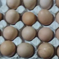 تخم مرغ تازه