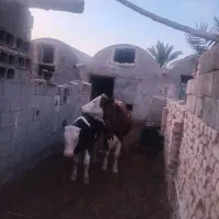 گاو سیمینتال  جوان با گوساله نرگس ۶ماهی
