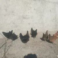 مرغ رسمی