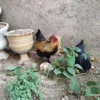 مرغ خروس
