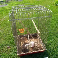 قفس بزرگ کاسکو‌