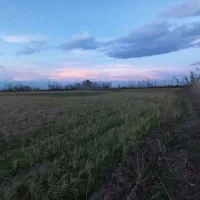 زمین زراعی مزرعه|فروش دفتر صنعتی، کشاورزی، تجاری|لنگرود, |دیوار