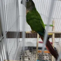 گرینچیک نر یلو ساید حلقه پا