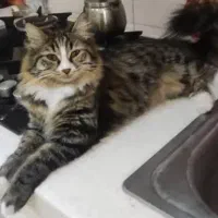 مژدگانی|گربه|خفر, |دیوار