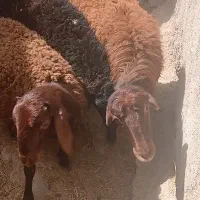 بره عالی برای فروش