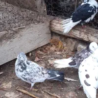 کبوتر غریبگیری|پرنده|ساوه, |دیوار