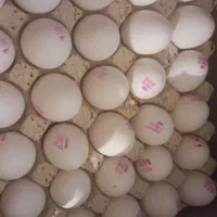 پخش عمده و جزئی تخم مرغ تاریخ به روز|خوردنی و آشامیدنی|تهران, گمرک|دیوار