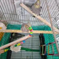 عروس هلندی|پرنده|صحنه, |دیوار