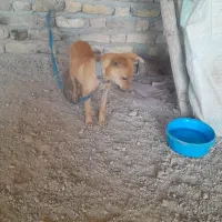 سگ پا کوتاه|سگ|بجنورد, |دیوار