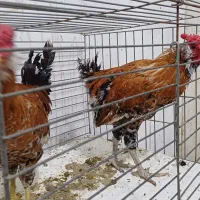 خروس گلین و خروس کاکلی پرپا