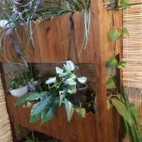 استند گل|گل و گیاه طبیعی|خمینی‌شهر, |دیوار