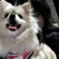 پامر عروسکی خرسی