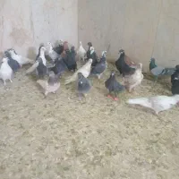 دسته ۳۵ تایی ماده