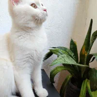 واگذاری دوعدد گربه نر و ماده.|گربه|پاکدشت, شهرک امام رضا|دیوار