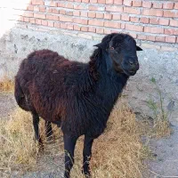 قوچ دازمازدیخ