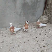 سه تا جوجه زرد از نسل خال سیاه|پرنده|فیروزآباد (فارس), |دیوار