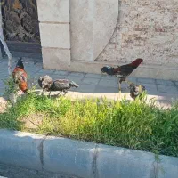 مرغ و خروس