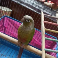 طوطی گیرینچیک|پرنده|اصفهان, گلستان|دیوار