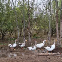 غاز‌‌محلی‌‌|حیوانات مزرعه|اردبیل, |دیوار