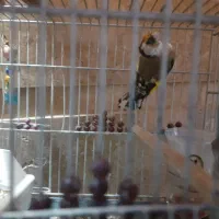 دوعددسهره نر|پرنده|شیراز, شهرک کوثر|دیوار