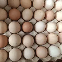 تخم مرغ محلی
