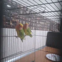 طوطی برزیلی|پرنده|قره چای, |دیوار