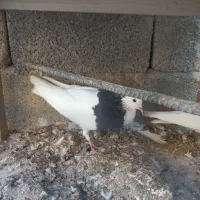 کبوتر طوقی|پرنده|مرودشت, رامجرد یک|دیوار