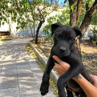 فروش توله کن کورسو اصیل