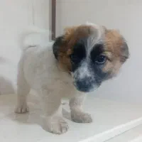 سگ پا کوتاه نر پدر تریر مادر شیتزو|سگ|تبریز, |دیوار