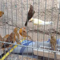 قناری|پرنده|شیراز, جانبازان|دیوار