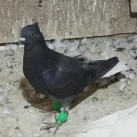 کفتر  شهرستان
