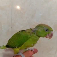 جوجه ملنگو